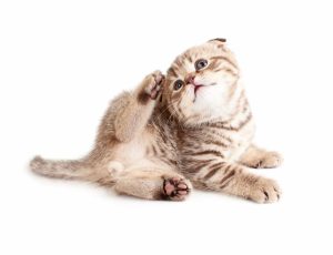 kitten