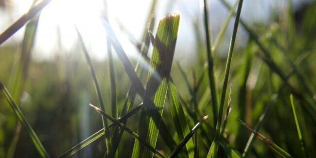 snakes-in-your-grass-5a787f549f159