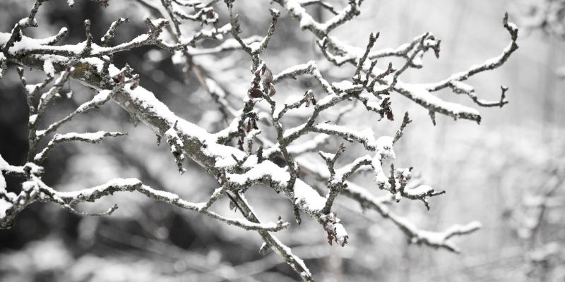 winter-pest-problems-5a787edbaf3aa