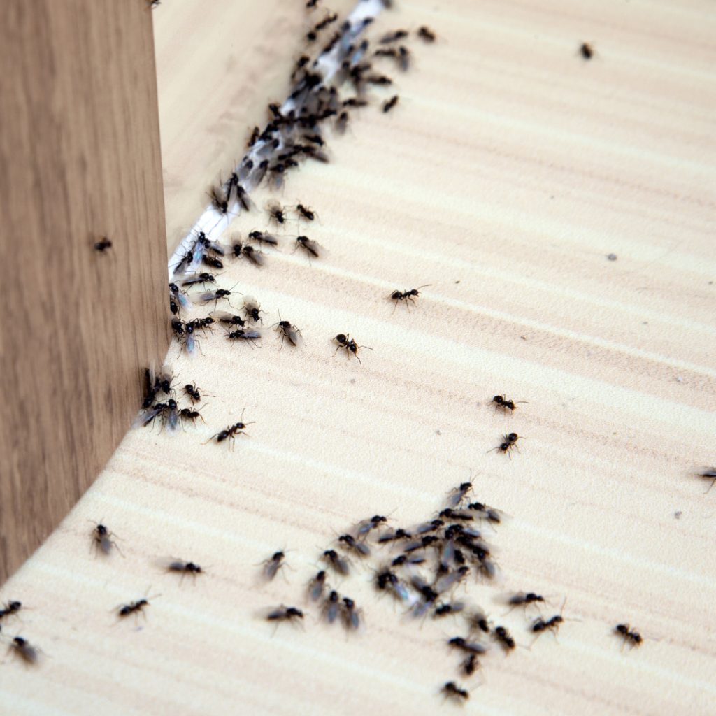 Home Free from Pests