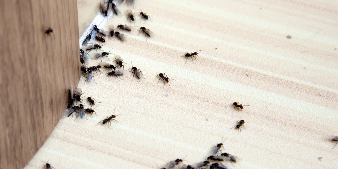 Home Free from Pests