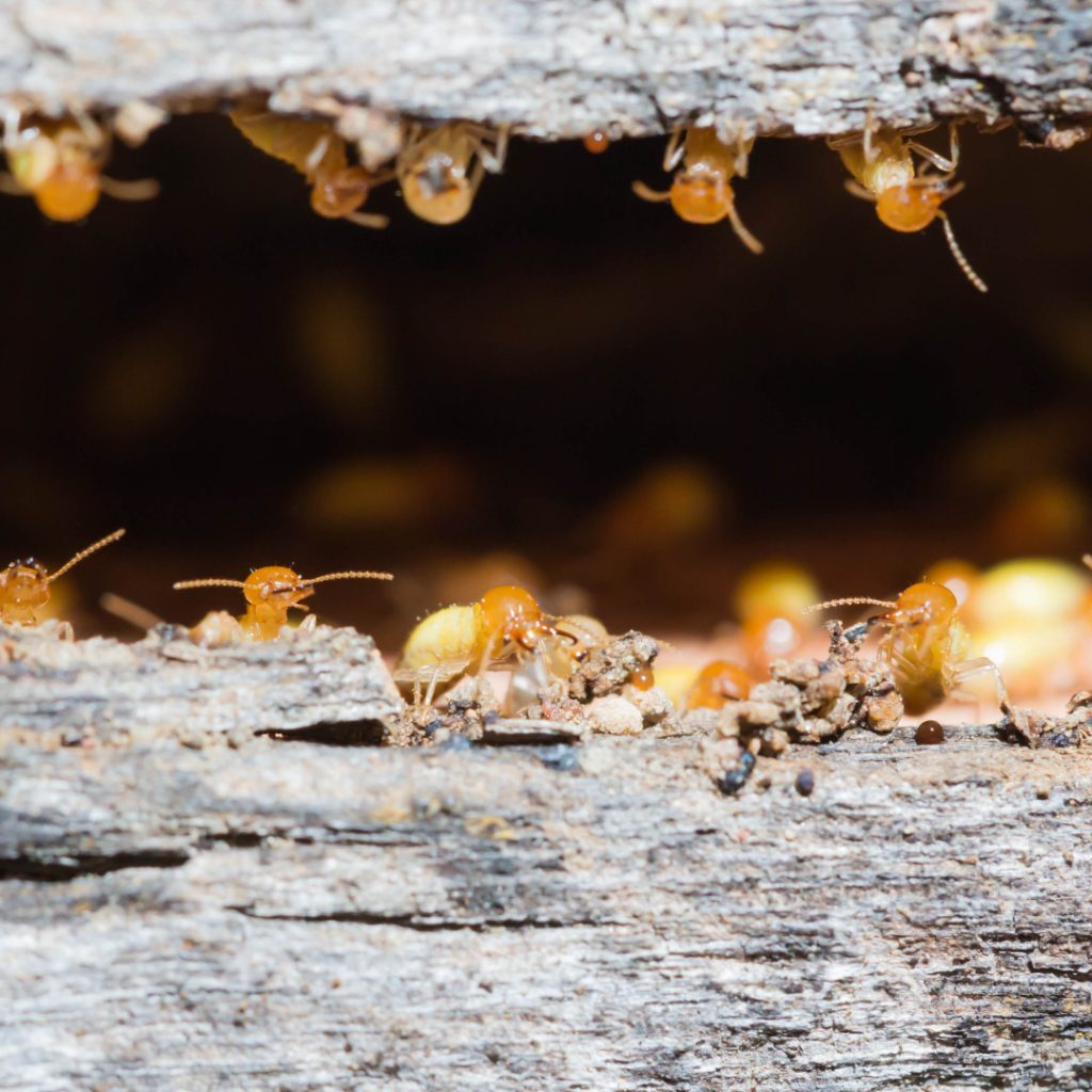 5 Signs of Termite Infestation