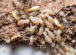 Termites in Alabama