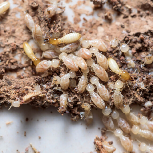Termites in Alabama Termites in Alabama