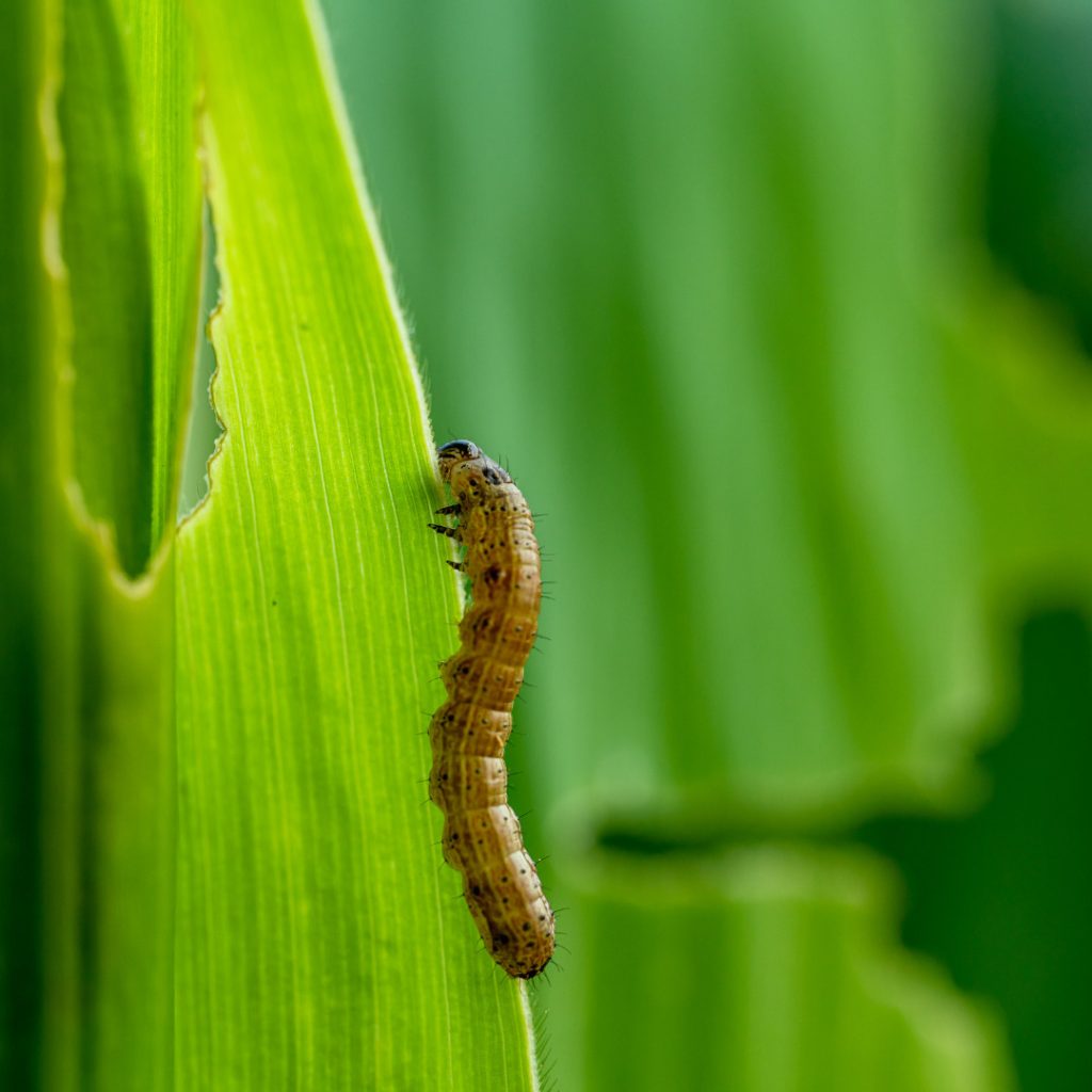 Armyworm caterpillar on a leaf