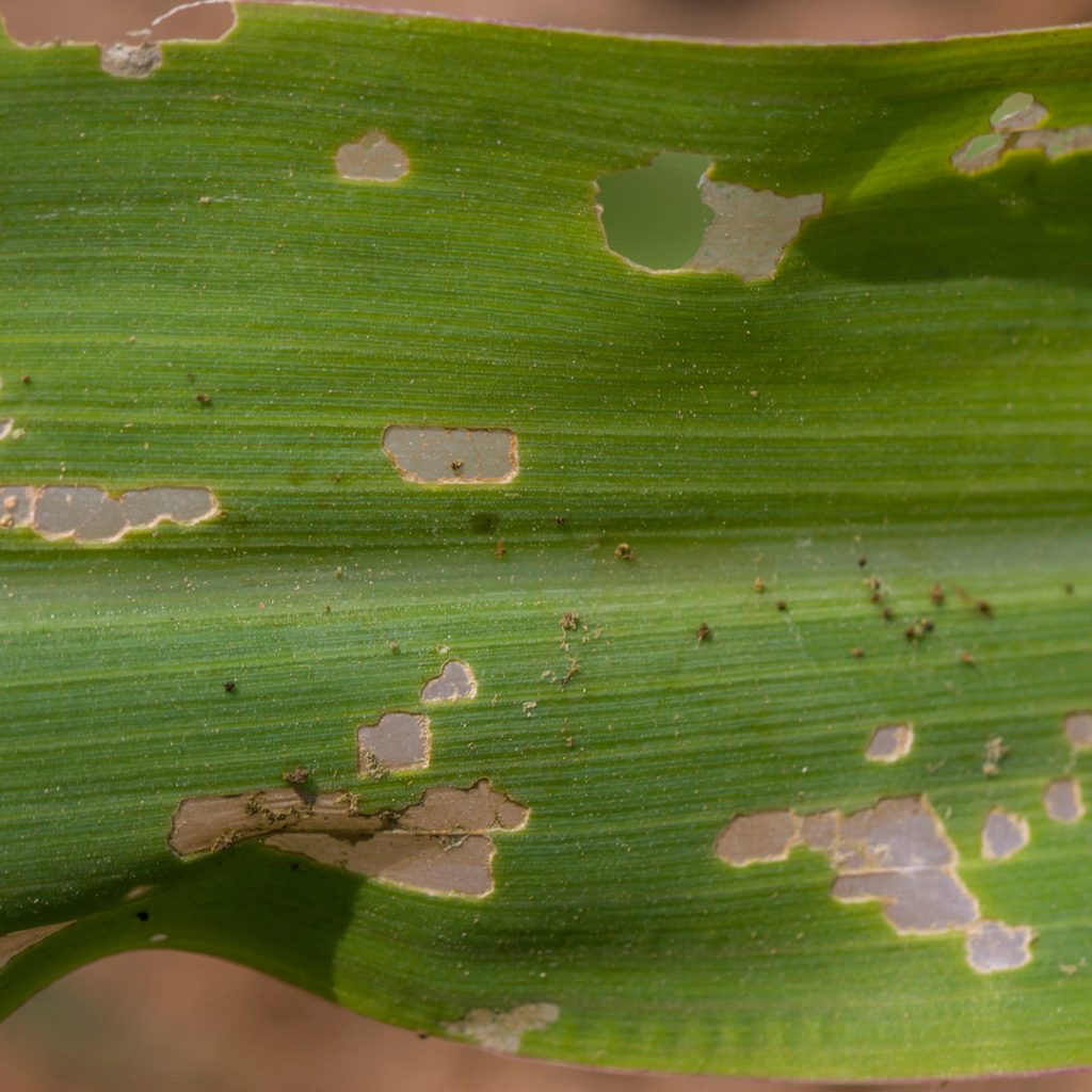 Grass blade damaged by armyworms