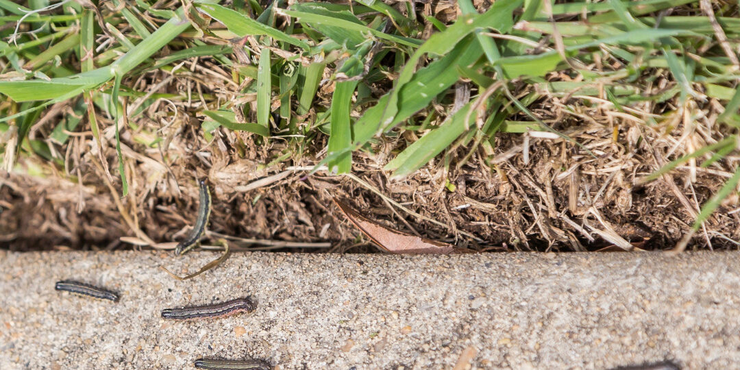 armyworms Armyworms