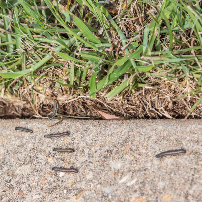 armyworms Armyworms