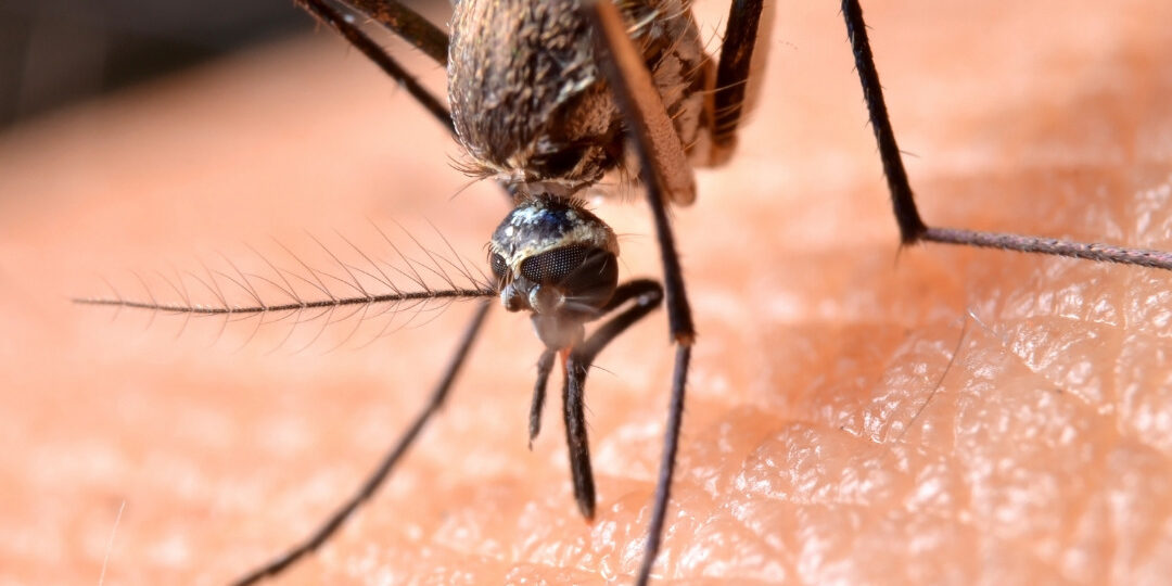 Mosquitoes
