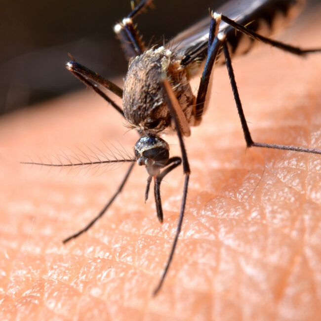 Mosquitoes