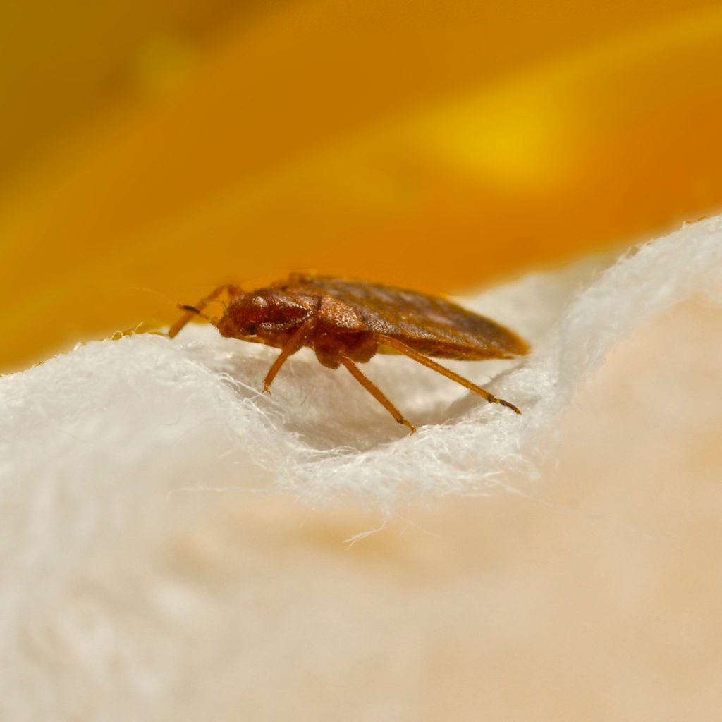 How Quickly Do Bed Bugs Spread?