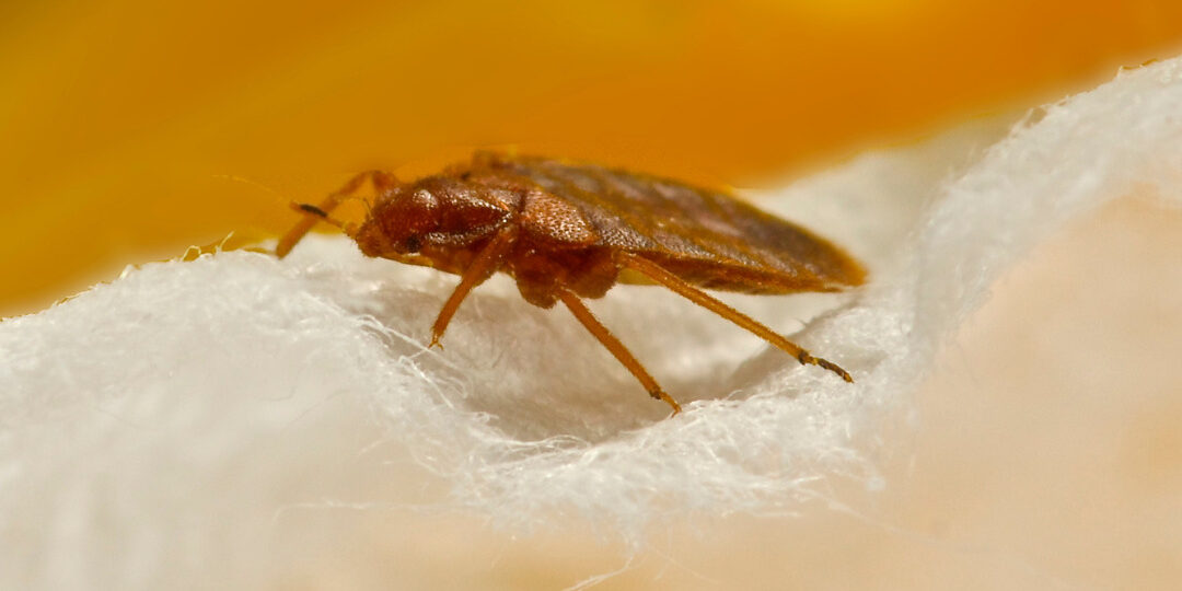 How Quickly Do Bed Bugs Spread?