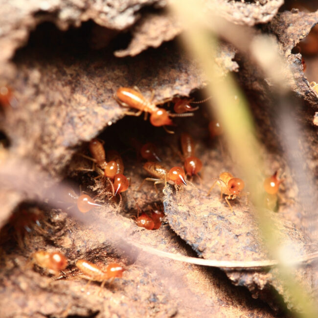 termite inspection