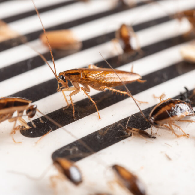 cockroach