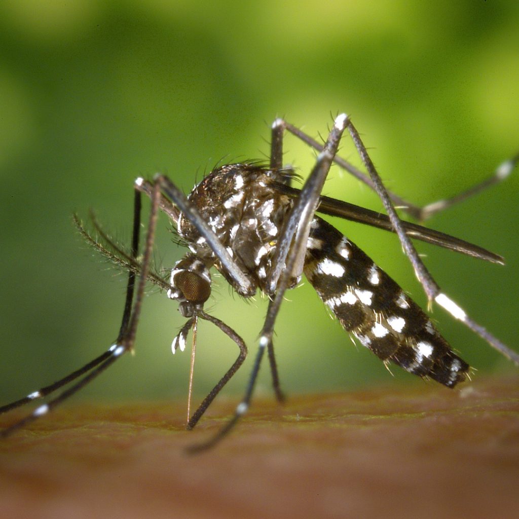 When Does Mosquito Season Start in Alabama?