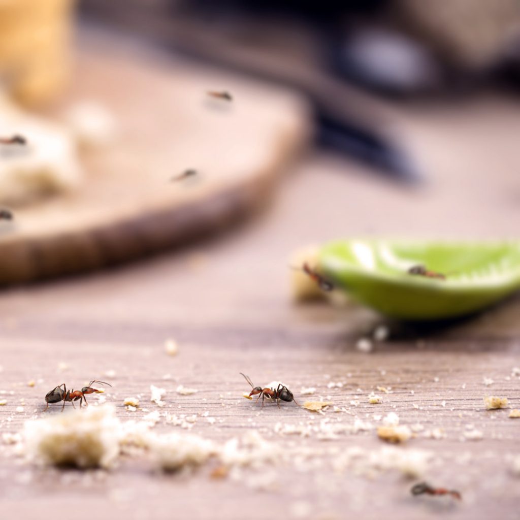 8 Common Issues That Can Lead to Pest Infestations