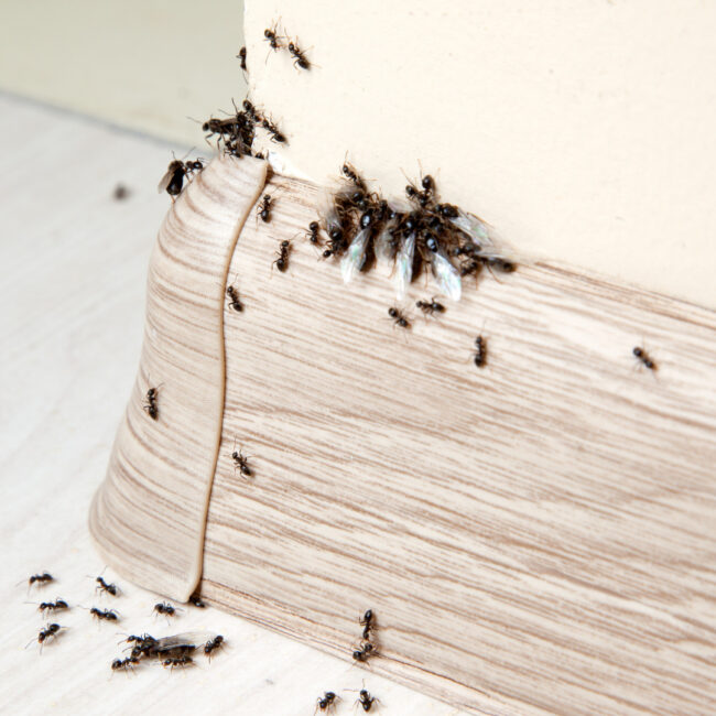 What Causes A Pest Infestation Pest Infestation