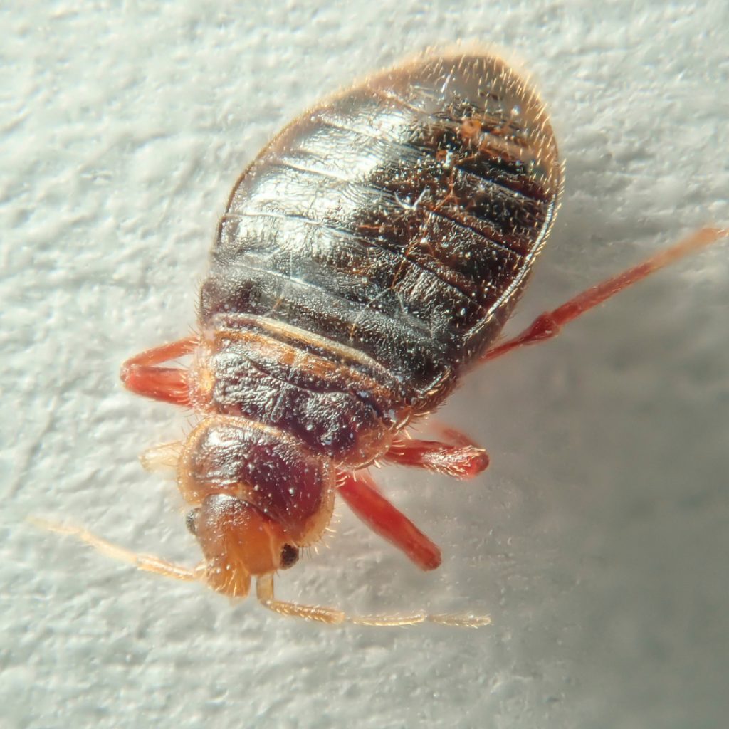 Everything You Need to Know About Bed Bug Bites