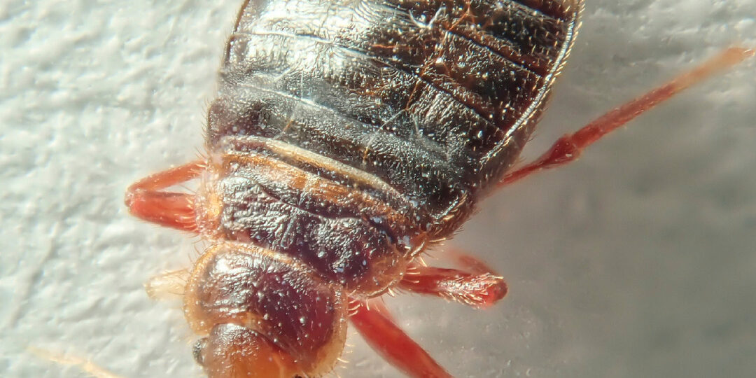 bedbugs