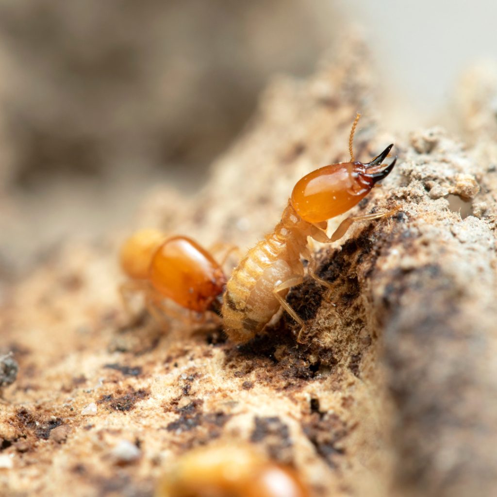 Options For Termite Treatment In Your Home
