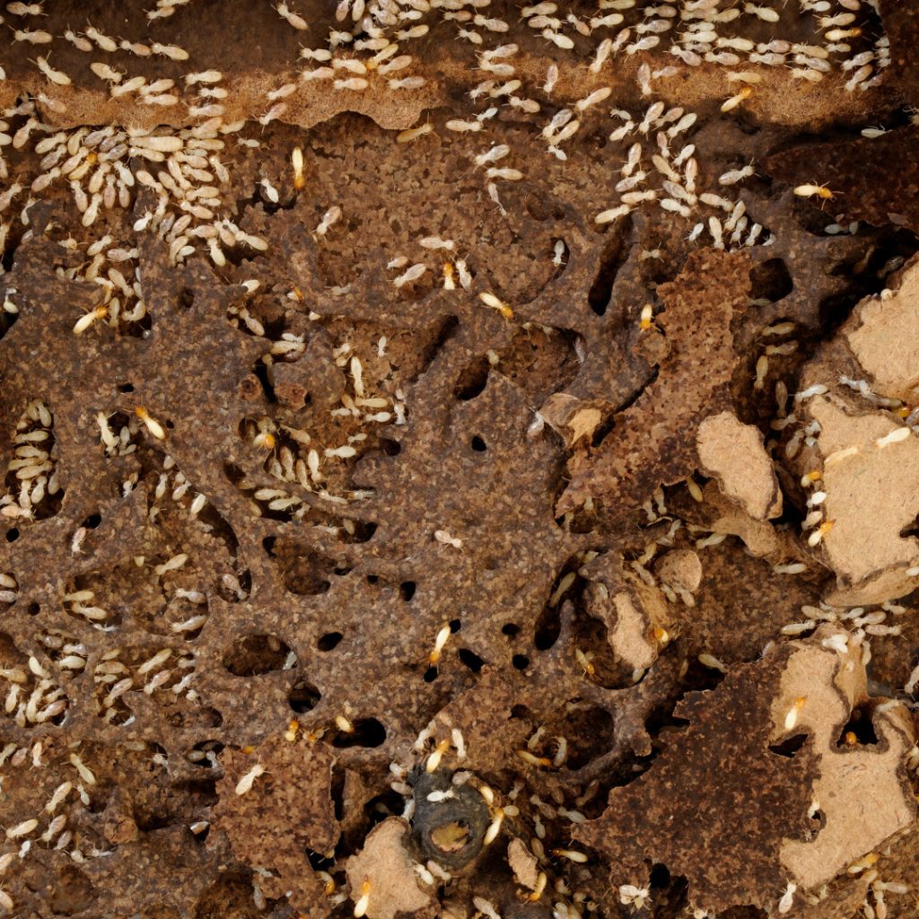 How to Get Rid of Termites