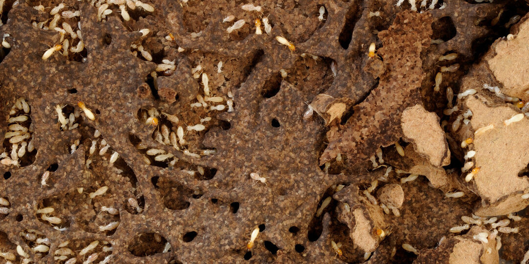 Termites