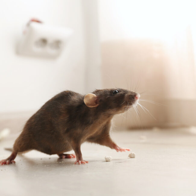 pests entering