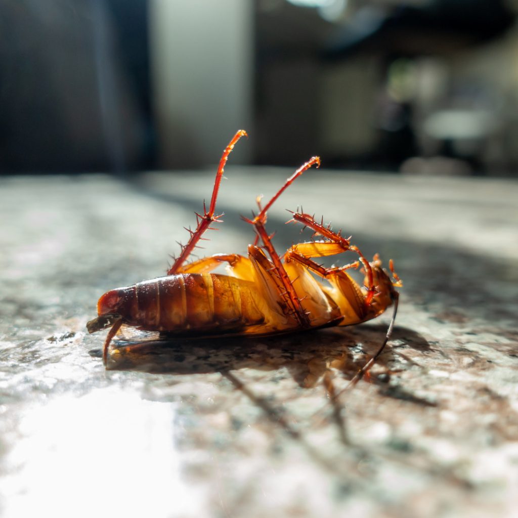 How Pests Are Stripping away Your Home's Sweat Equity