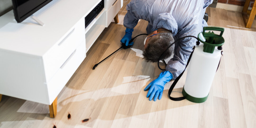 pests at home