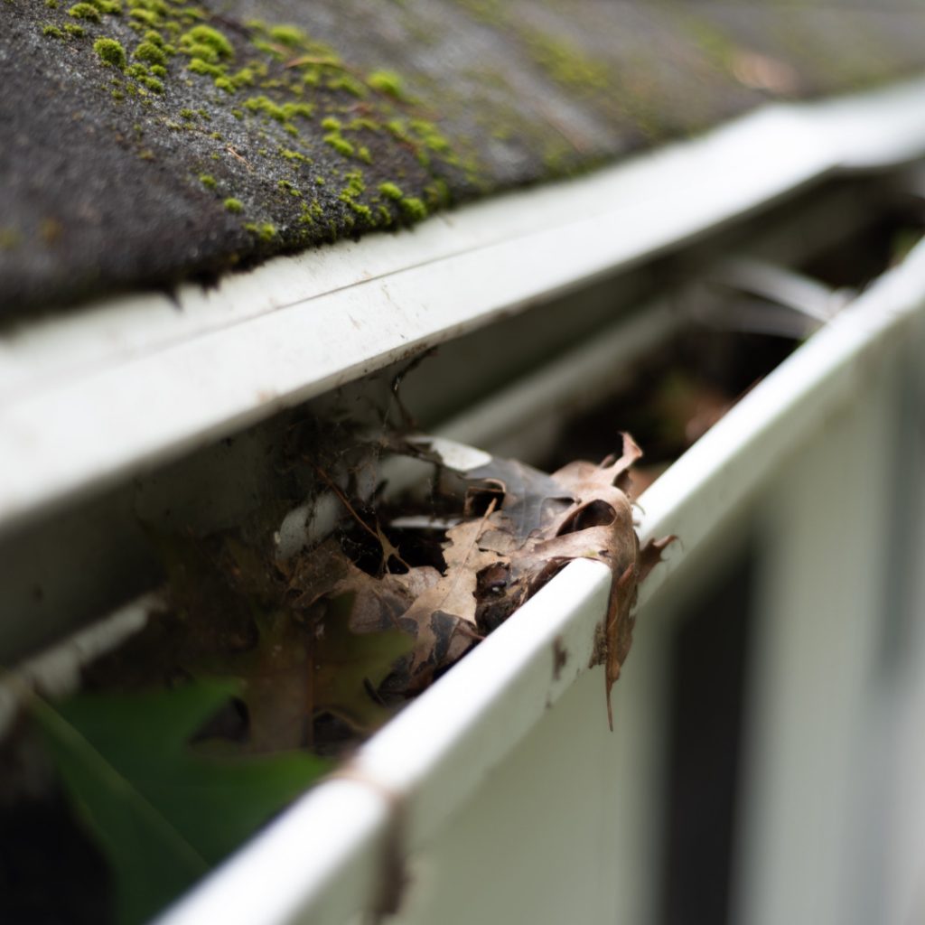 Insect crawling in a roof gutter