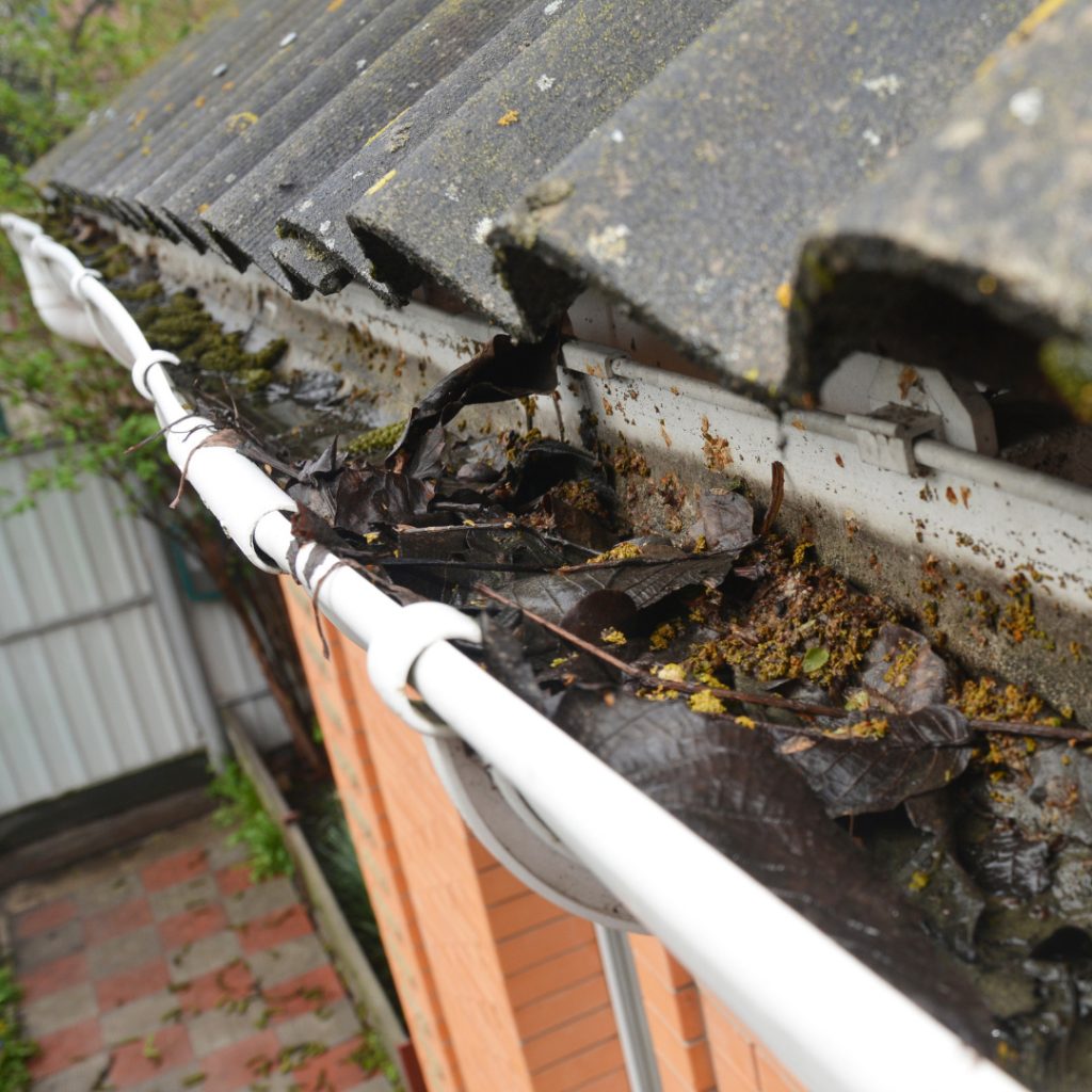 Different Bug Types That Might Be In Your Gutters