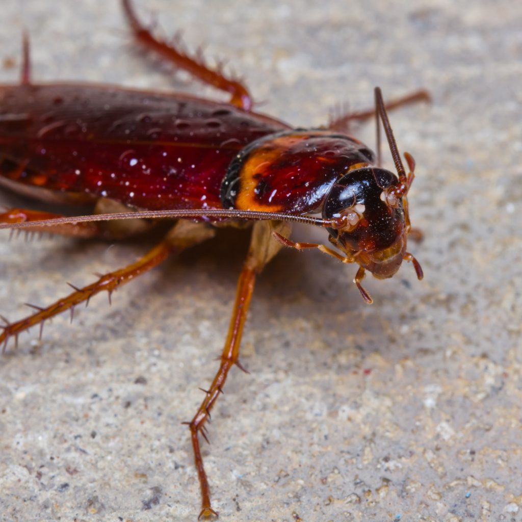 Close-up of a cockroach