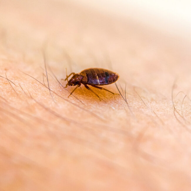 how to remove bedbug