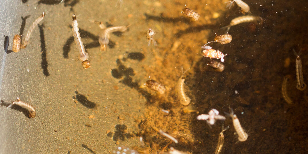 Mosquito Larvae