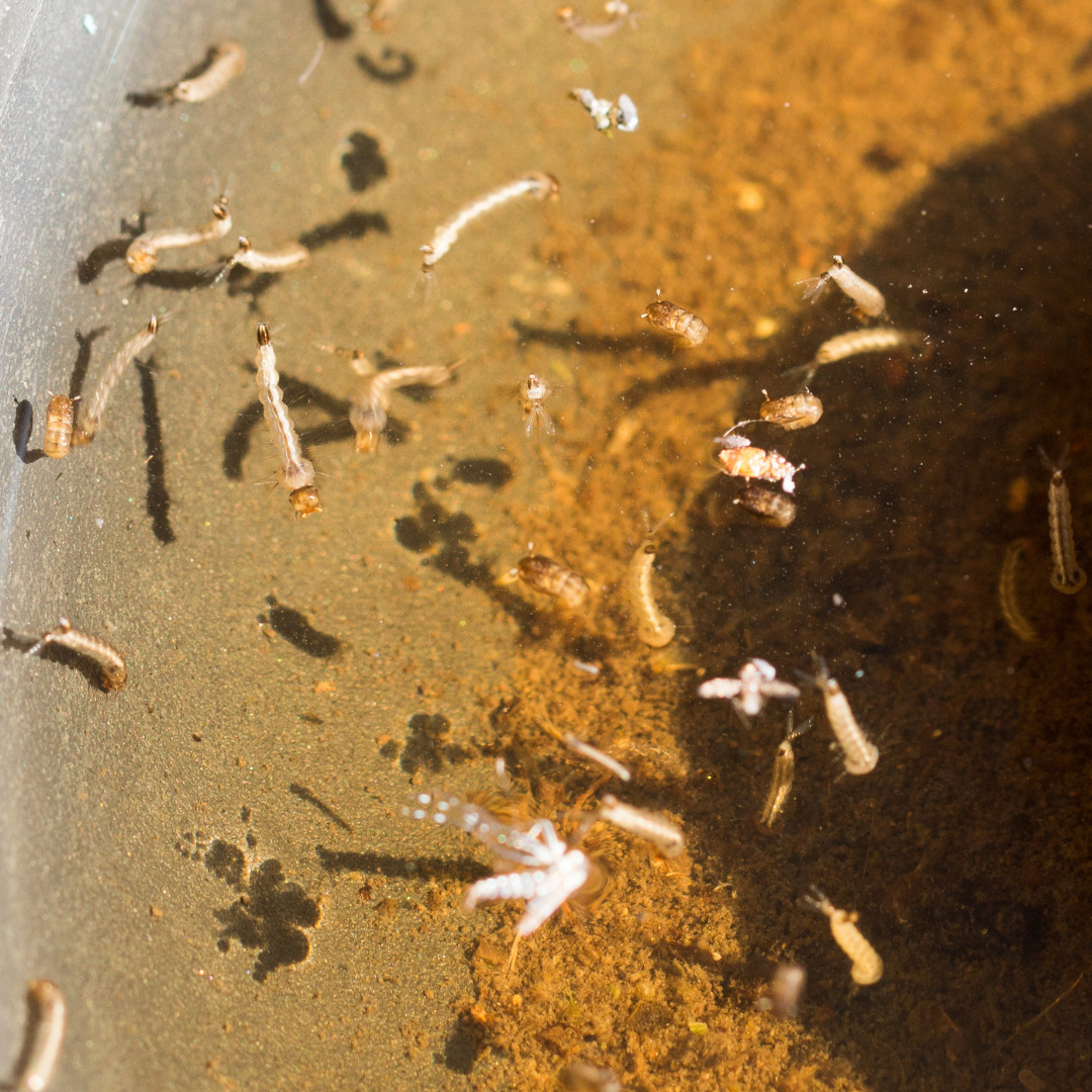 Mosquito Larvae