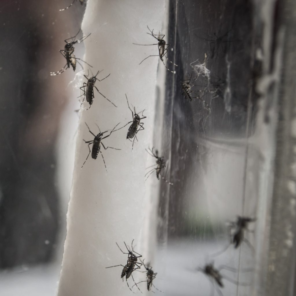 The Best Way to Repel Mosquitoes: Effective Strategies and Pest Control Solutions
