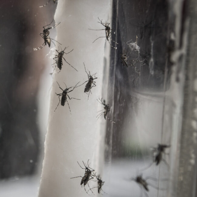 mosquito control