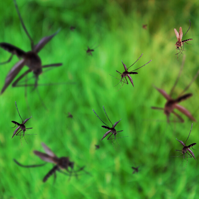 mosquito control at yard