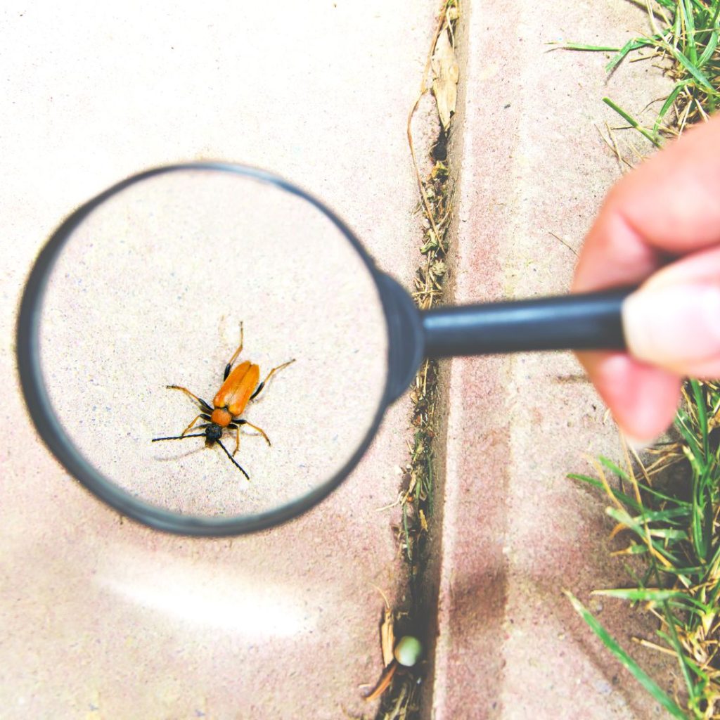 Safeguarding Your Home with Comprehensive Pest Control