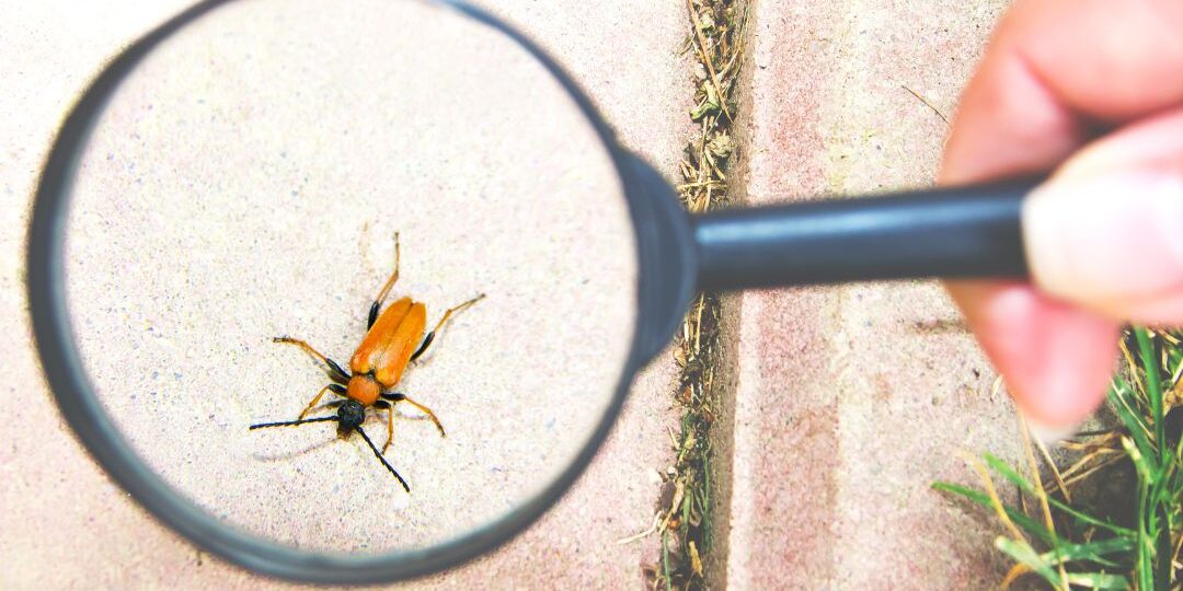 pest control