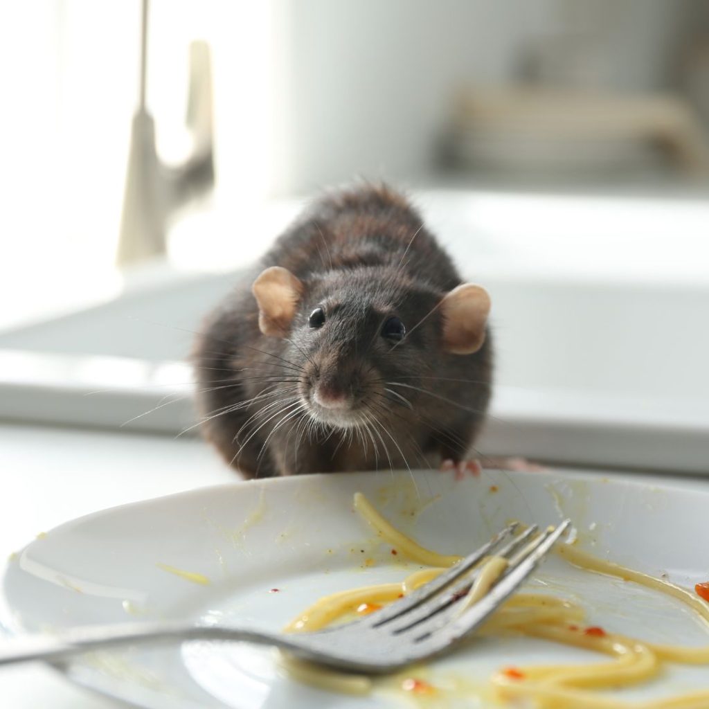 Is it Worth Getting an Exterminator for Mice?