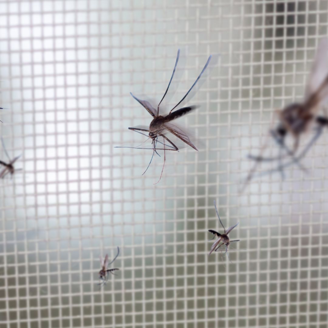 tiny black mosquitoe