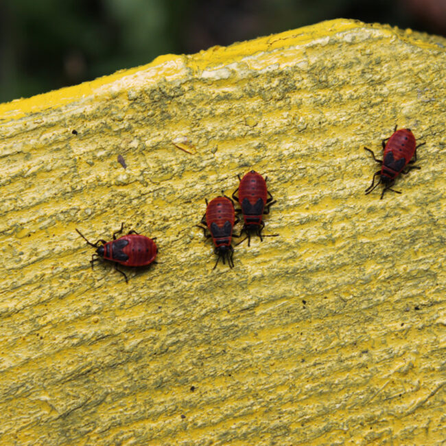 bedbugs treatment