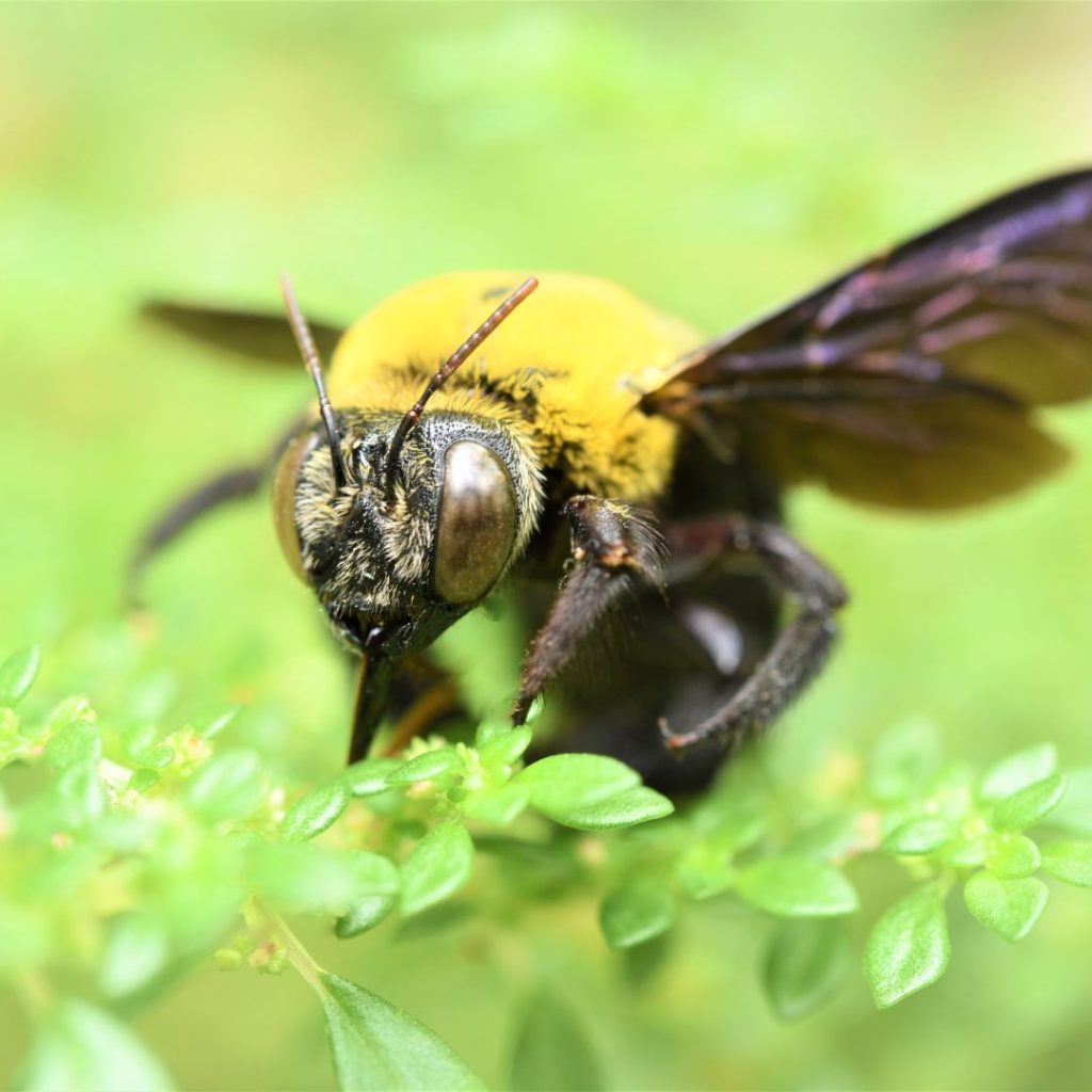 Complete Guide to Carpenter Bee Removal: Strategies for Effective Control and Prevention