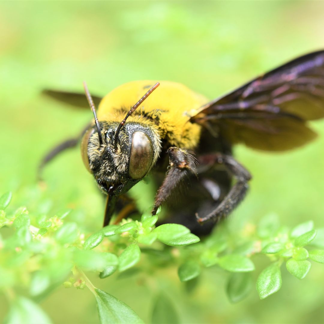 carpenter bee