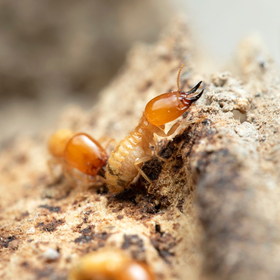 termite specialist