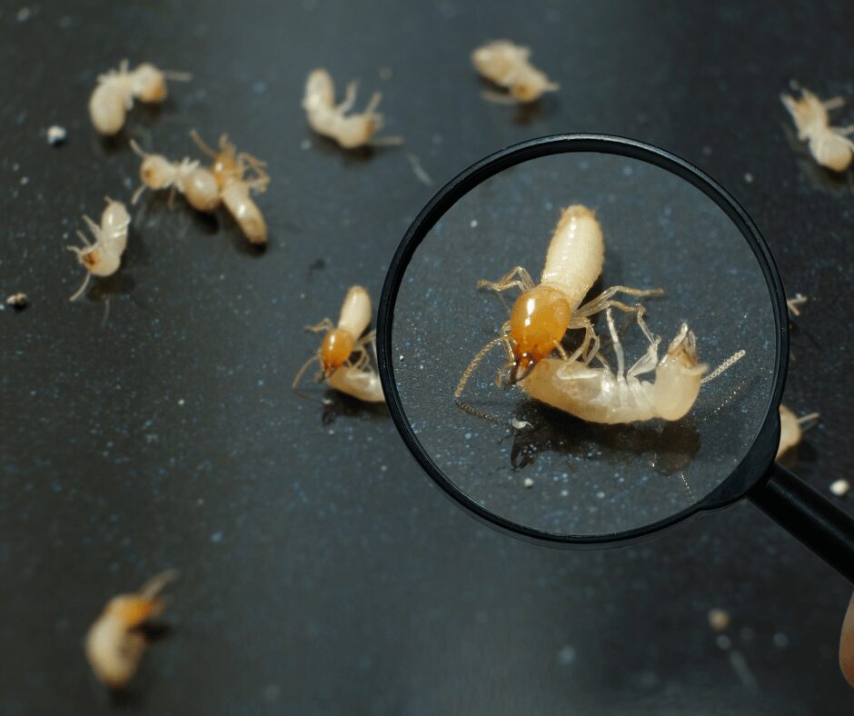 Movou_Bama_Termite Treatment