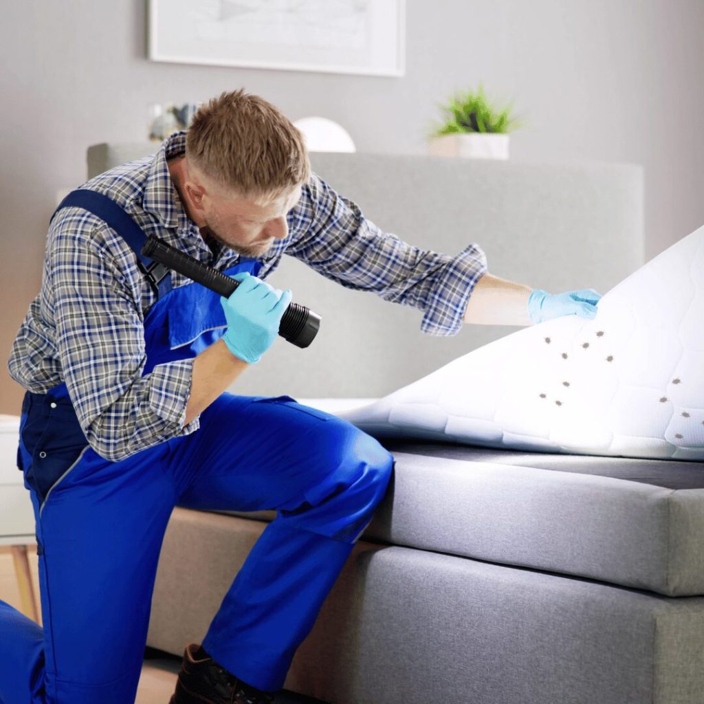 DIY Bed Bug Treatment: Effective Home Remedies and Tips