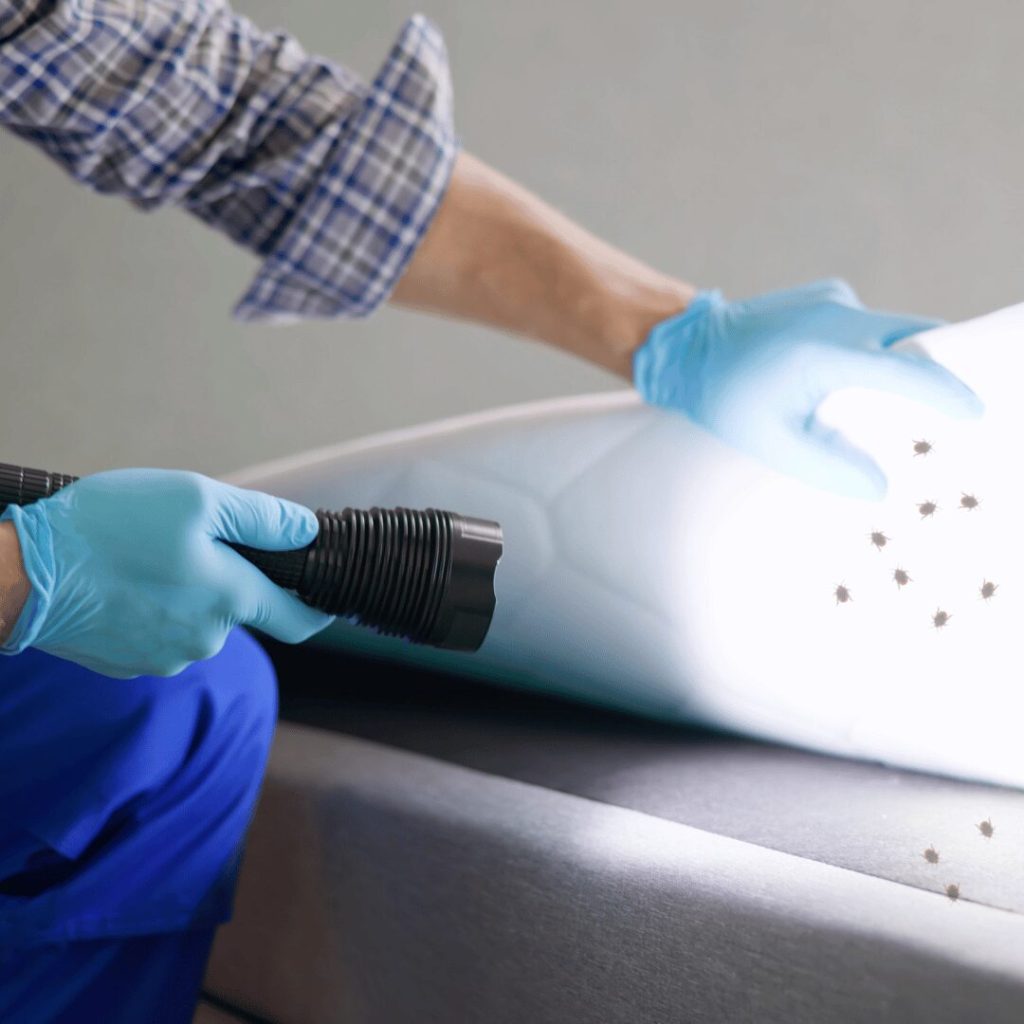 Get Rid of Bed Bugs: A Comprehensive Guide
