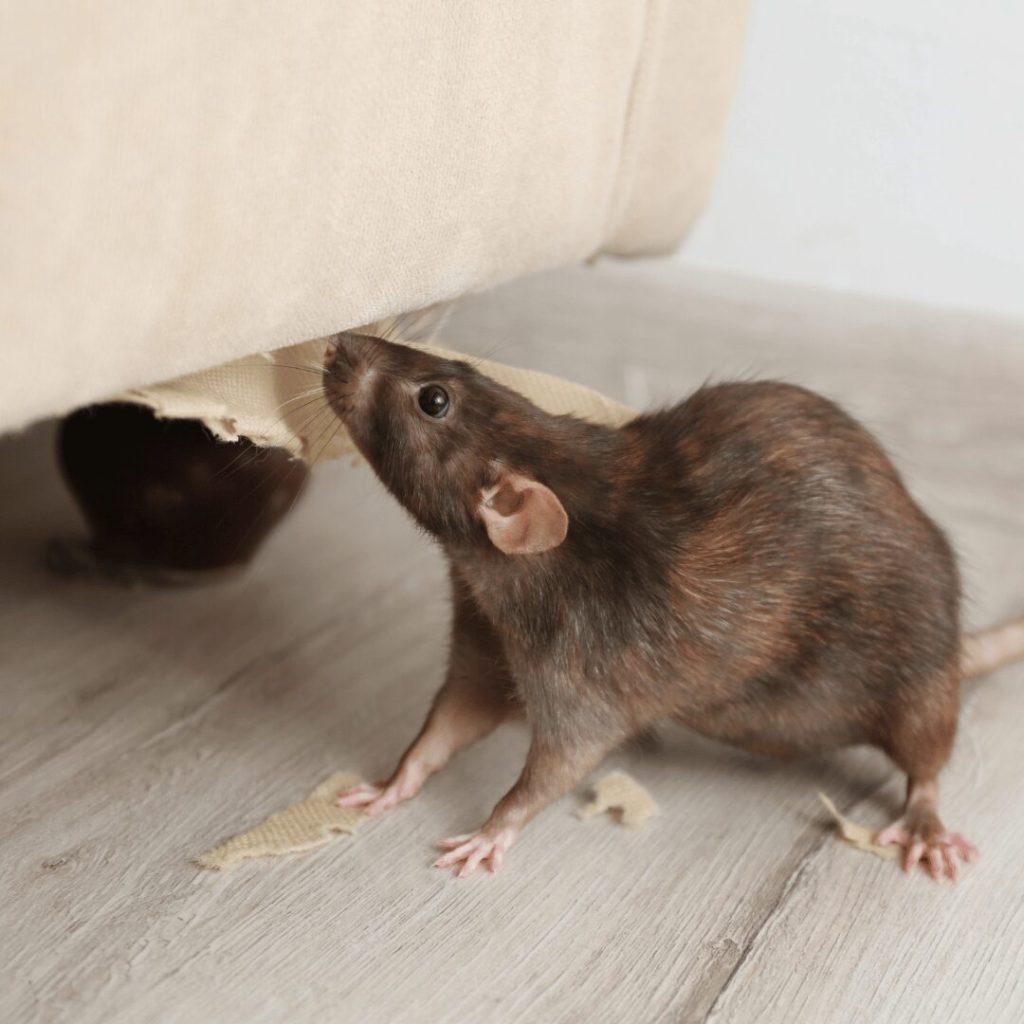 How to Get Rid of Rats Permanently with Expert Help